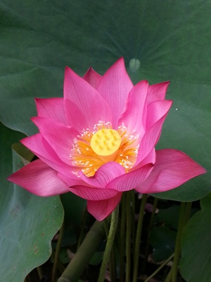 lotus flower2.jpg