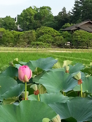 蓮と朝市 <br>Lotus flowers and morning market