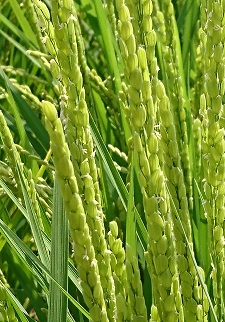 2017年の稲の花 <br>rice flowers in 2017